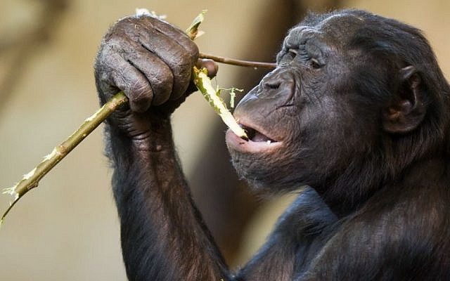 A Bonobo ape. (Jeroen Kransen/Flickr/CC BY-SA 2.0)