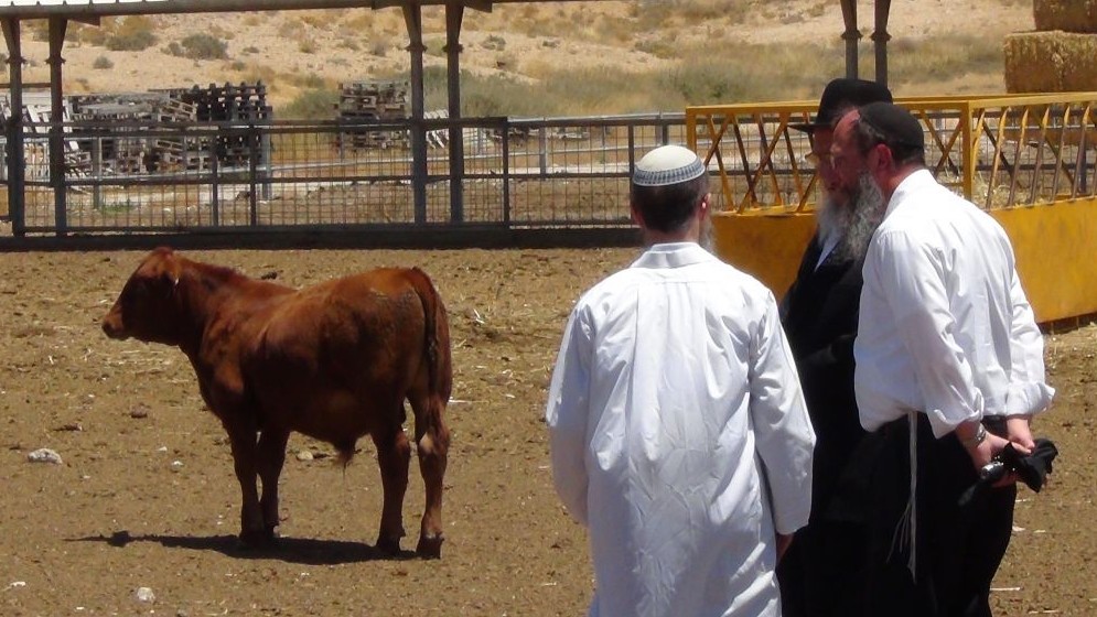 To ready for the final redemption, Israelis take red heifers by the