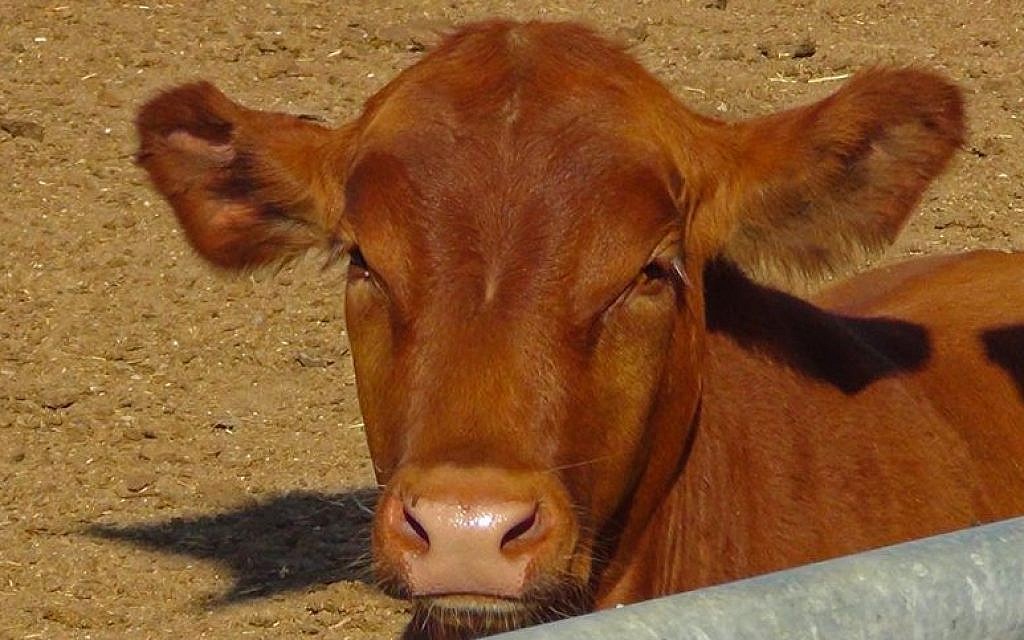 One of the Red Angus bulls born at the Temple Institute‘s farm, at an undisclosed location in Israel. (courtesy Temple Institute)