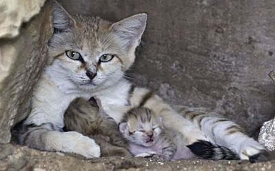 Rotem the sand cat with her three new cubs at the Ramat Gan Safari, August 18, 2015. (courtesy)