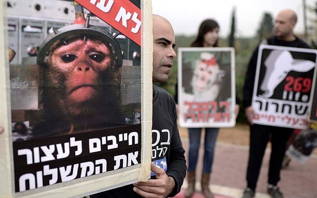 Half of animal testing in Israel involves maximum pain allowed | The Times  of Israel
