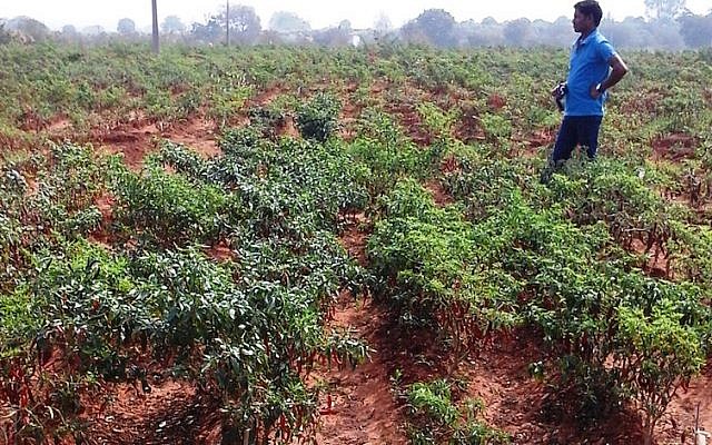 A chili pepper field in India where NRGene has been developing breeds of chili peppers that farmers can plant in drip irrigation-watered fields. NRGene mapped the chili pepper genome last year (Courtesy)