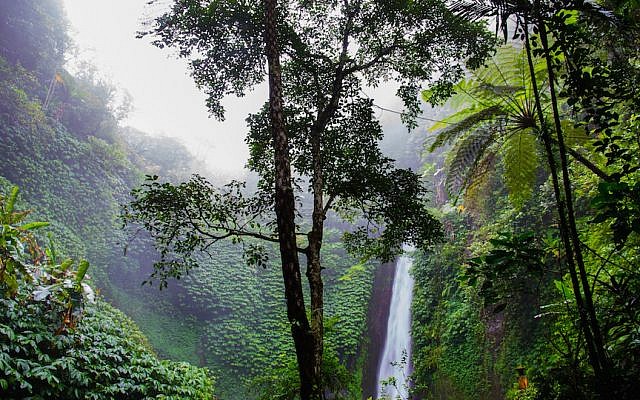 Brazilian rain forest (Pexels)