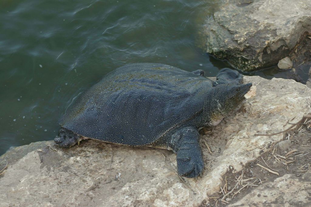 nile river turtles