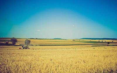 Wheat field (pexels.com)