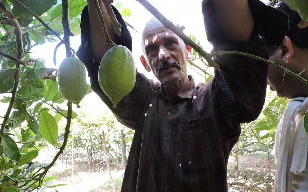Illustrative: Jewish merchants come from around the world to buy from Moroccan etrog growers like Mohammed Douch in Assads, September 8, 2015. (Ben Sales/JTA)