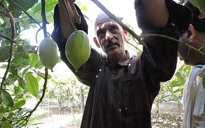 Jewish merchants come from around the world to buy from Moroccan etrog growers like Mohammed Douch in Assads, September 8, 2015. (Ben Sales/JTA)