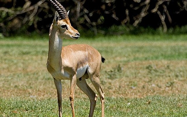 A Palestinian mountain gazelle. (CC BY-SA 3.0 Bassem18/Wikipedia)
