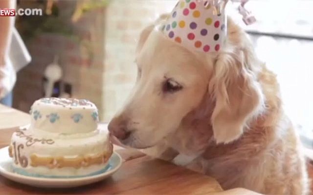 rescue dog birthday