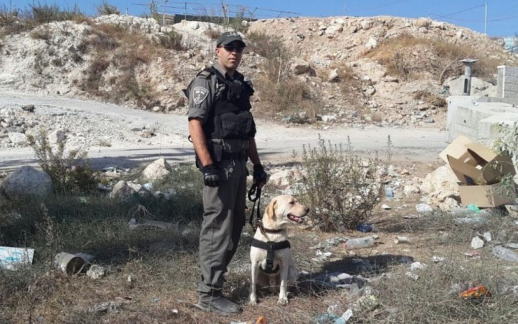 A Border Police dog named 'Taj,' pictured here, discovered an explosive device at a checkpoint near Isawiya in East Jerusalem on October 16, 2015. (Border Police)