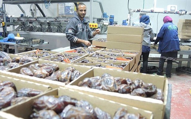 Palestinian workers on November 11, 2015, at a date packaging factory in the Jordan Valley in the West Bank. This produce will be labeled if exported to the EU as 'Product of the West Bank (Israeli settlement' (Melanie Lidman/Times of Israel)