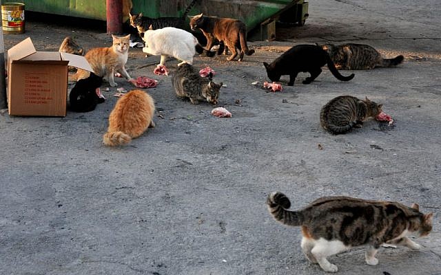 Stray cats eating near a garbage container in the center of Jerusalem. October 23, 2014. (Photo by Nati Shohat/Flash90)