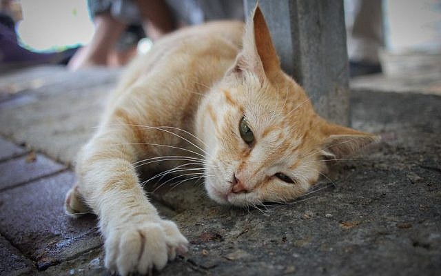A stray cat in the northern city of Haifa. (Photo by Garrett Mills/Flash 90)