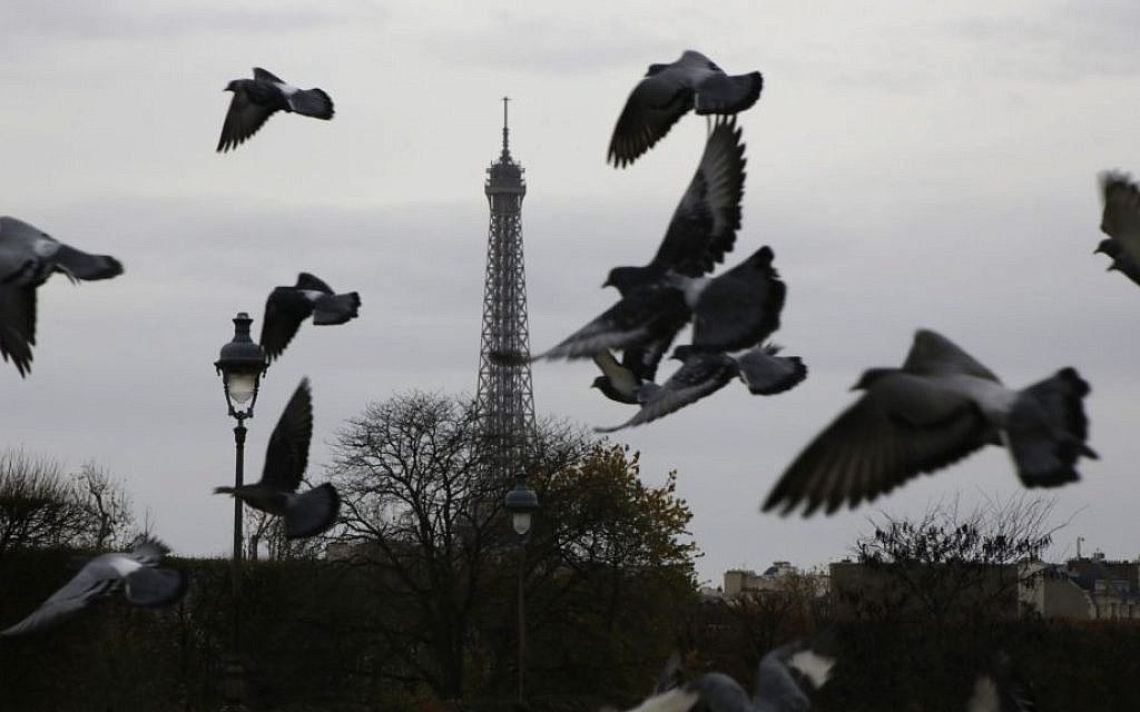 Pigeons fly at the Tuileries gardens, with the Eiffel Tower in background, in Paris, Saturday, November 14, 2015 (AP Photo/Amr Nabil)