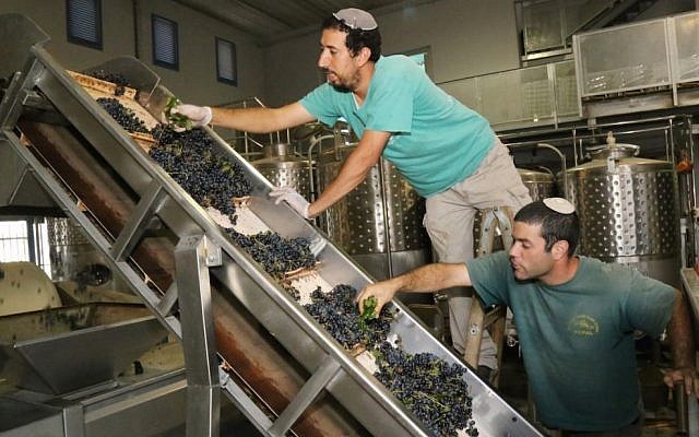 Jewish winemakers inspecting grapes at a winery in the West Bank settlement bloc of Gush Etzion, September 8, 2014. (Gershon Elinson/FLASH90)