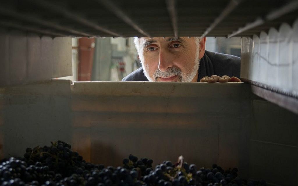 Jeff Morgan keeps an eye on the grapes for his kosher wines at the Covenant Winery in Berkeley, California (Steve Goldfinger)