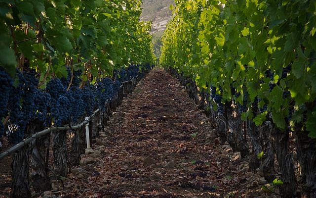 Covenant's vineyards in Napa Valley, California (Steve Goldfinger)