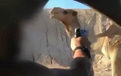 Footage from a video of two IDF soldiers on leave shooting at a camel while driving past it in late November 2015. The soldiers were arrested by Military Police on December 7, 2015. (Screenshot)