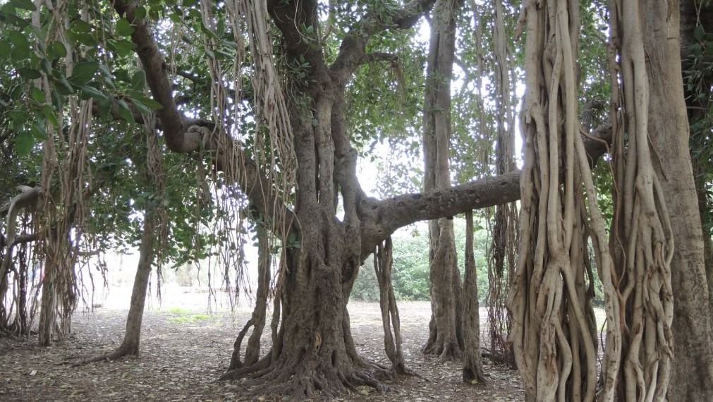 This Bengali ficus was planted in 1888 in Holon and is now the size of a small building. (Melanie Lidman/Times of Israel)