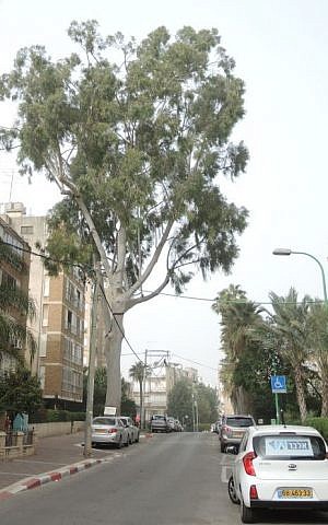 The smell of the lemon-scented eucalyptus drifts along the entire street. (Melanie Lidman/Times of Israel)