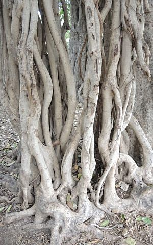 The "air roots" of the Bengali ficus tree become alternate trunks when they reach the ground. (Melanie Lidman/Times of Israel)