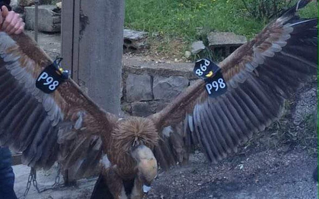 A vulture tagged by the Israeli parks authority that was captured as a 'spy' by people in southern Lebanon, January 25, 2016 (screen capture: Twitter)
