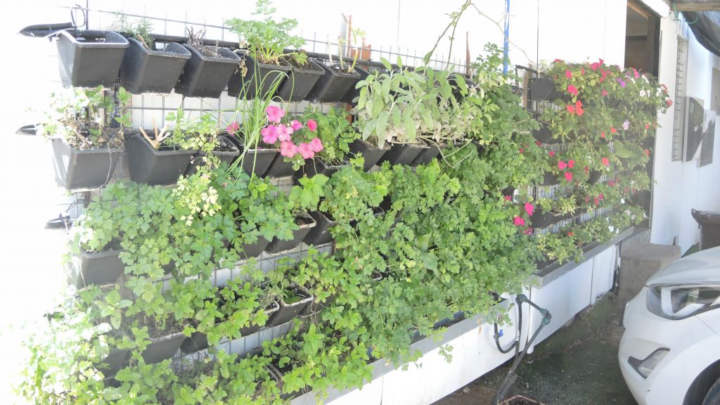Barness's workers, who are mostly from Eritrea, started growing spices and tomatoes on the side of their caravan after learning how to build decorative vertical gardens, pictured here on March 23, 2016. (Melanie Lidman/Times of Israel)