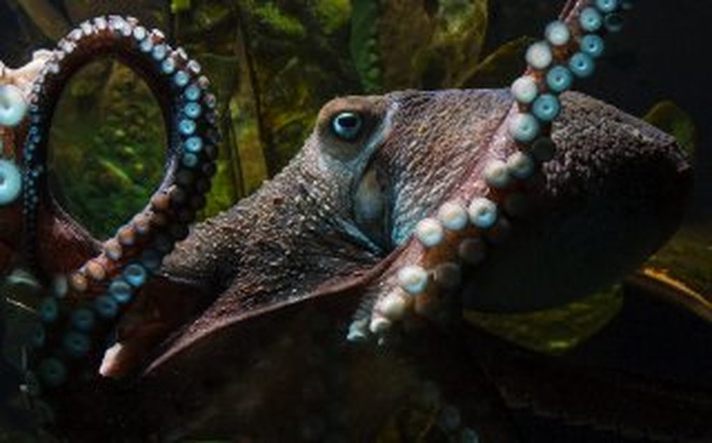 Inky the octopus legs it from aquarium, goes viral | The Times of Israel
