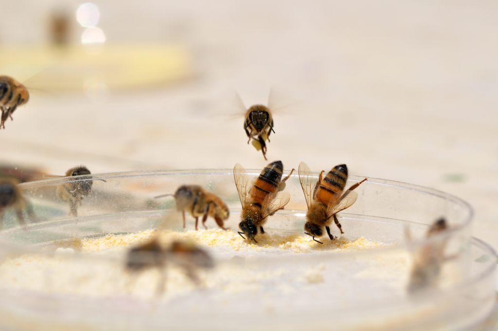 Study shows bees prefer healthy eats over fast food | The ...