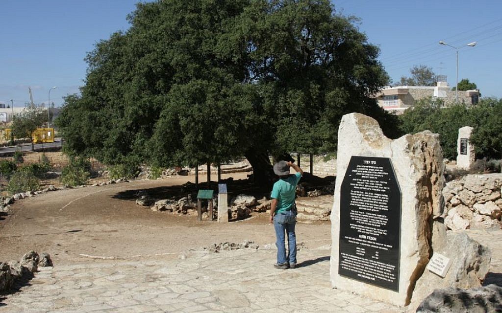 The "Lone Oak," a surviving symbol of the pre-1948 community in the Gush Etzion area (Shmuel Bar-Am)