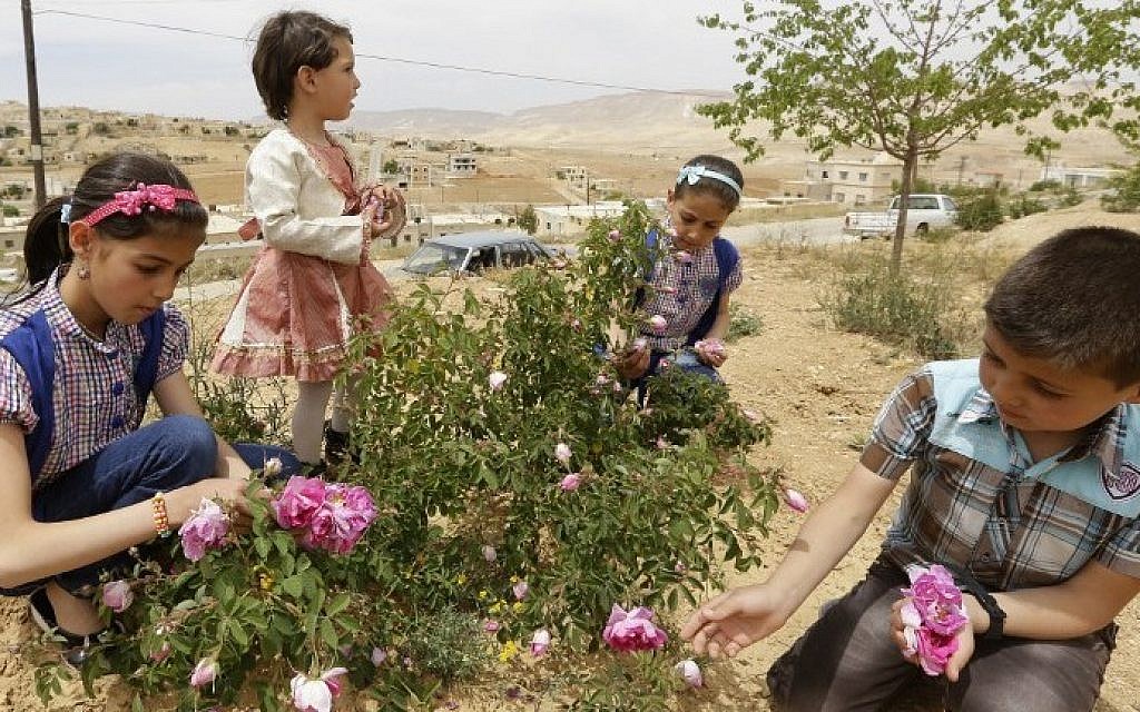 Syria S Famous Damask Rose Withered By War The Times Of Israel
