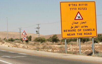 Sign warning drivers of camels on a Negev highway seen on August 26, 2007. (Rebecca Zeffert/Flash90)