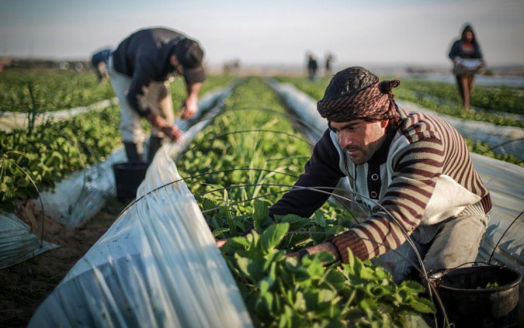 Palestinians harvest strawberries in a field in Beit Lahia, northern Gaza Strip, on December 30, 2015. (Emad Nassar/Flash90)