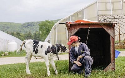 Illustrative: Rachel Freund is the herdswoman at Freund's Dairy Farm in East Canaan, Connecticut. (Courtesy Cabot Creamery)