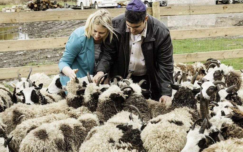 Gil and Jenna Lewinsky feed the sheep at their farm in Abbotsford, Vancouver, Canada, in this undated photo from 2016. (courtesy Mustard Seed Imaging)