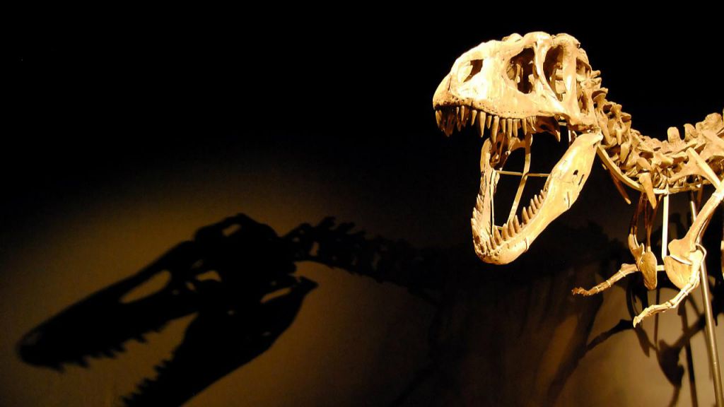 Illustrative photo of a dinosaur skeleton. ('Light the dinosaur'/Ruben/CC BY 2.0)