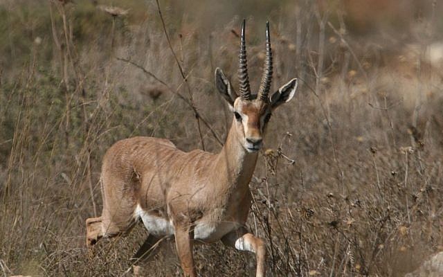 A gazelle walks in the protected reserve of Tsvaim forest, next to Jerusalem. (Flash90)
