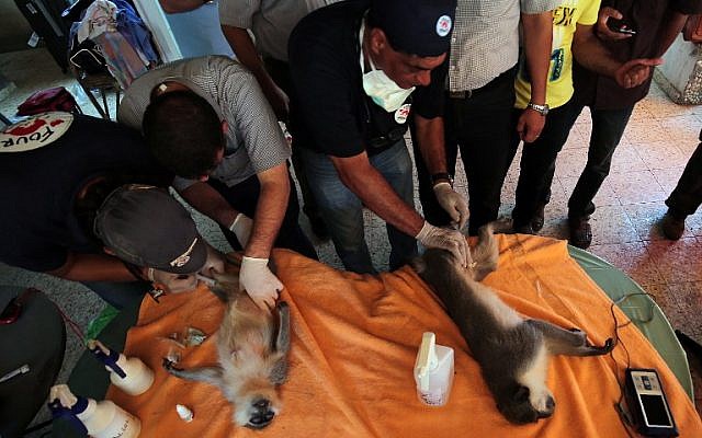 Members of the international animal welfare charity "Four Paws" check sedated monkeys  at a zoo in Khan Yunis, in the southern Gaza Strip, on August 23, 2016 as they prepare to evacuate the animals out of the Palestinian enclave.(AFP PHOTO / SAID KHATIB)