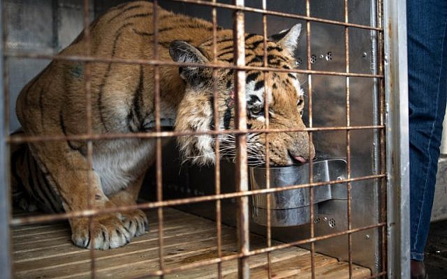 Tiger rescued from 'world's worst' zoo in Gaza arrives in South Africa |  The Times of Israel