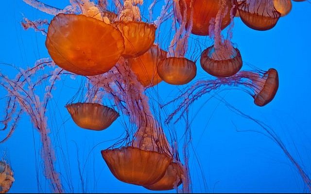 Illustrative photo of jellyfish. (Richard Kim/Flickr/CC BY-SA 2.0)