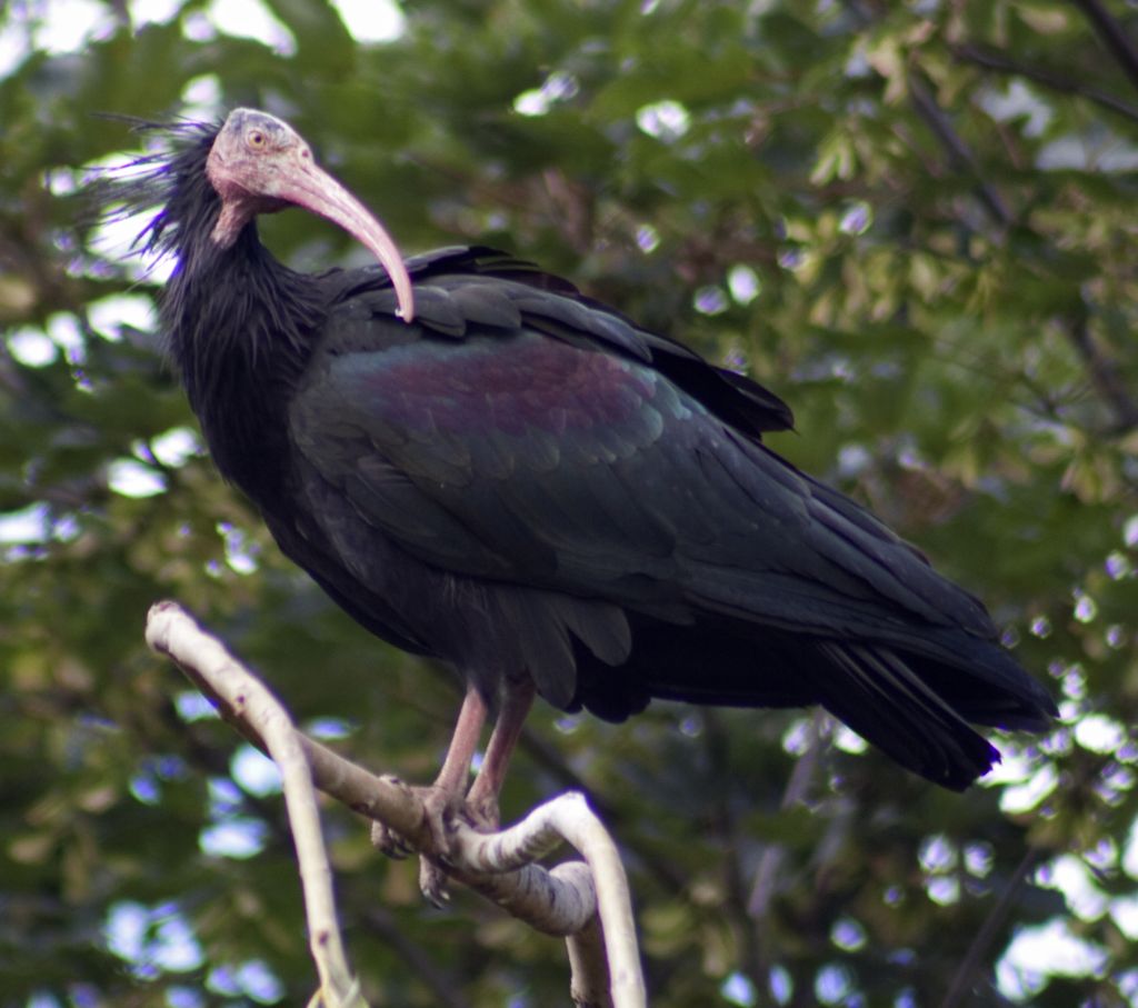 Illustrative photo of a bald ibis. (CC BY-SA Tony Hisgett, Flickr)
