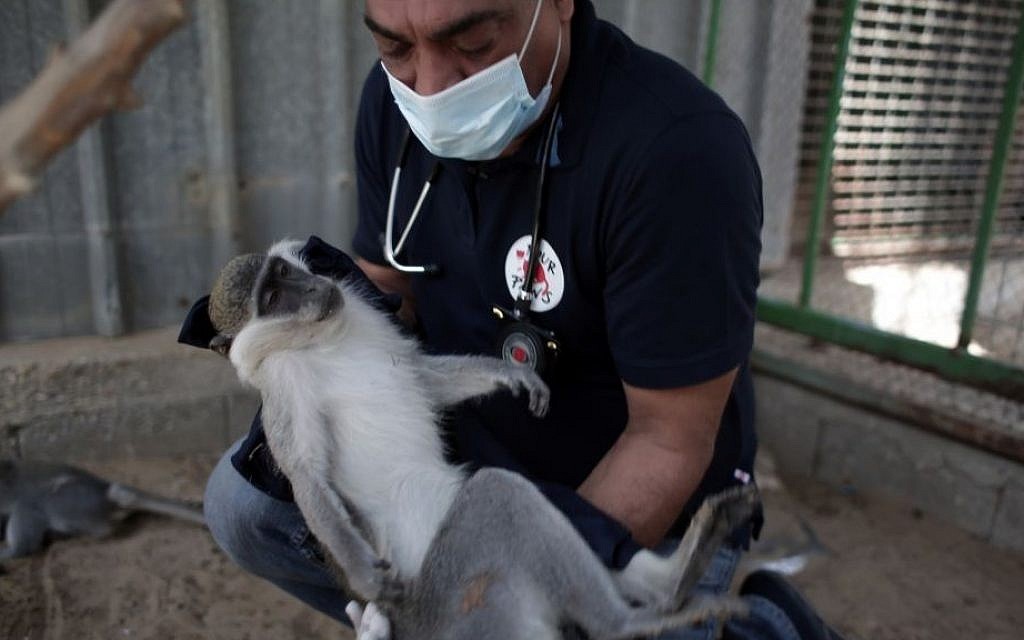 The latest Gaza operation: Rescue inhabitants of 'world's worst zoo' | The  Times of Israel