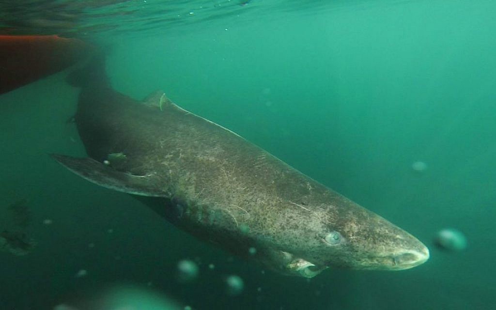 Greenland shark is oldest living animal with backbone | The Times of Israel