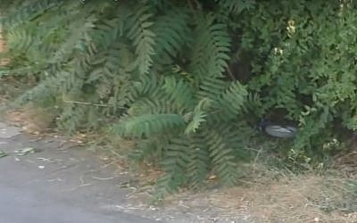 In a video released by the left-wing B'Tselem human rights organization, a Border Police officer appears to take an 8-year-old Palestinian girl's bicycle and put it in a nearby bush in Hebron on July 25, 2016. (Screen capture: B'Tselem)