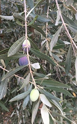 Ripening fruit on an Israeli olive tree. (Amanda Borschel-Dan/Times of Israel)