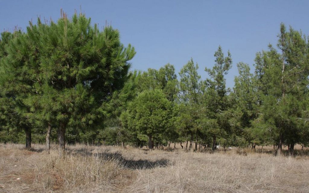 Pine trees, like these in southern Israel's Kommemiyut Forest, are highly inflammable.  (Shmuel Bar-am)