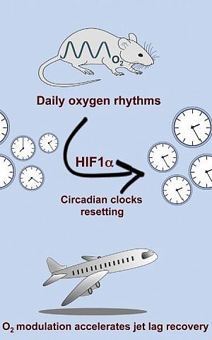 A visualization of how shifts in oxygen levels can change circadian rhythms through the protein HIF1α, according to research published October 20, 2016 by Dr. Gad Asher at the Weizmann Institute of Science. (Dr. Gad Asher, Cell Metabolism 2016)