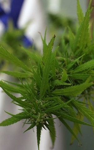 Cannabis plant (Kobi Gideon/Flash 90)