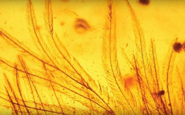 Feathers of a 99 million year-old bird-like dinosaur encased in amber and discovered in northern Myanmar. (YouTube screenshot)