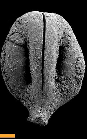 Tiny grape pip, Vitis sylvestris from 780,000 ago. (Credit: Yoel Melamed)